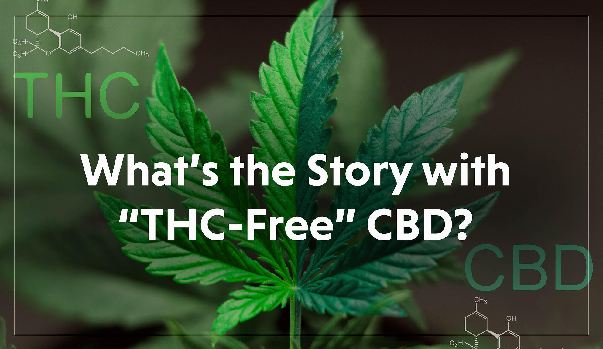You are currently viewing What’s the Story with “THC-Free” CBD?